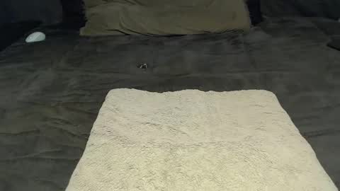 elgsslt online show from January 19, 12:58 pm