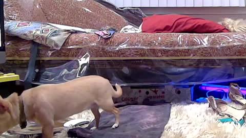 felicitybliss29 online show from March 10, 6:16 am