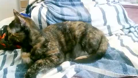 Play with me I obey I promise  online show from March 15, 1:58 pm