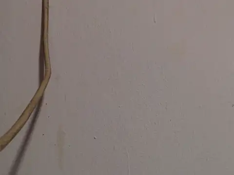 roxanawillts online show from September 29, 1:05 am